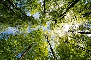 Baumkronen im Sonnenlicht