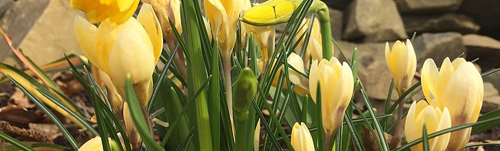 Gelb blühende Krokusse