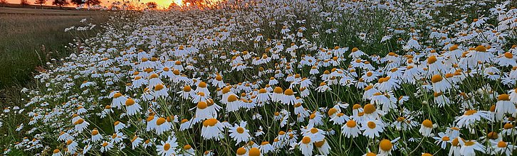 Ein ganzes Feld voller Kamillen-Blüten