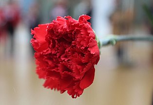 zu sehen ist ein rote Nelke