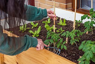 Kleine Pflänzchen in einem Hochbeet